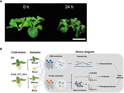 Chilling stress response in tobacco seedlings: insights from transcriptome, proteome, and phosphoproteome analyses
